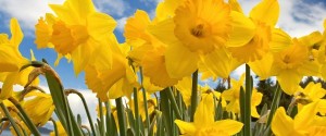 daffodil header