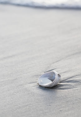 white seashell on the wet beach with sea foam in the background